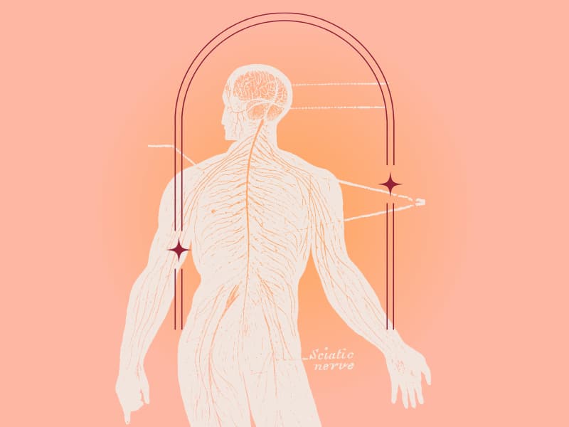 Polyvagal theory and somatics